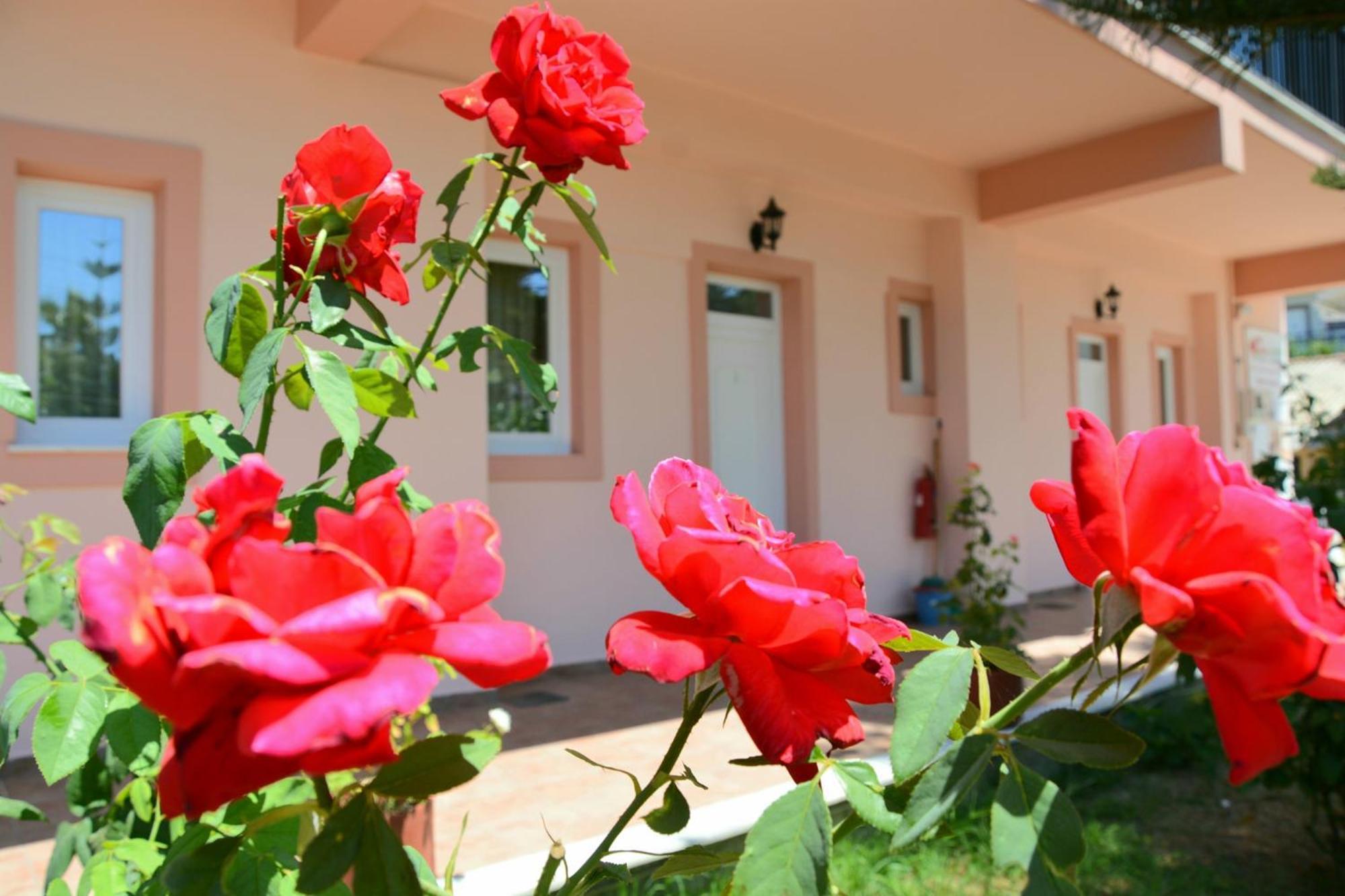 Red Rose Garden Tsilivi (Zakynthos) Exterior foto